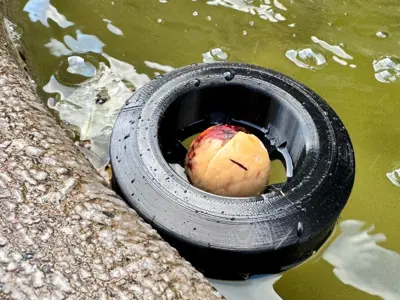 Avocado Seed Float